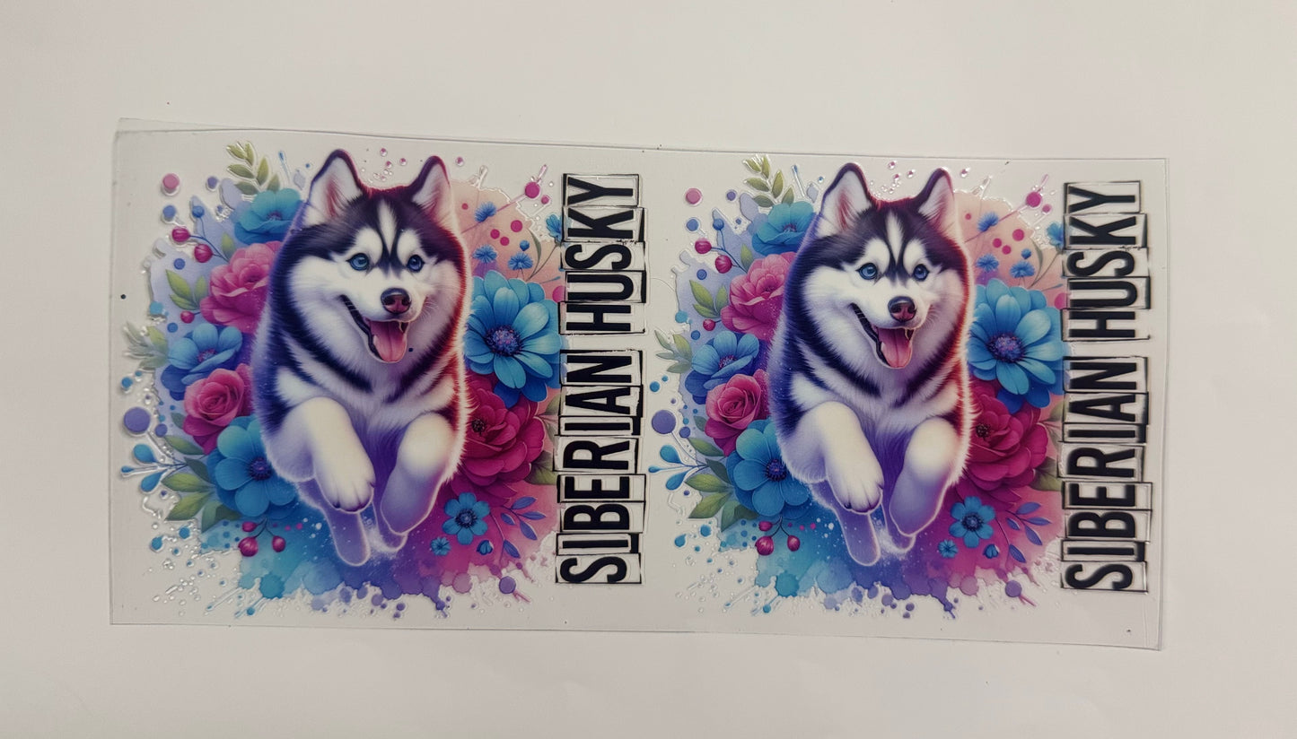 Siberian Husky