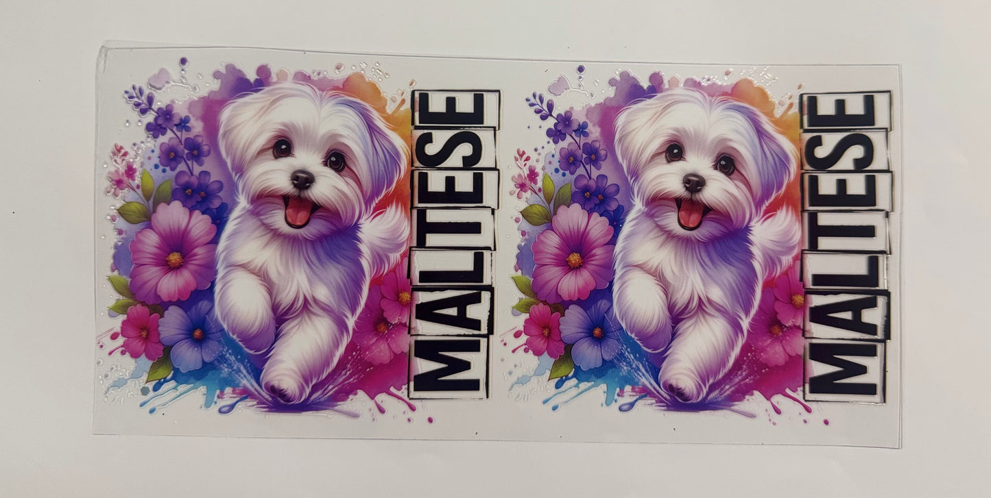 Maltese