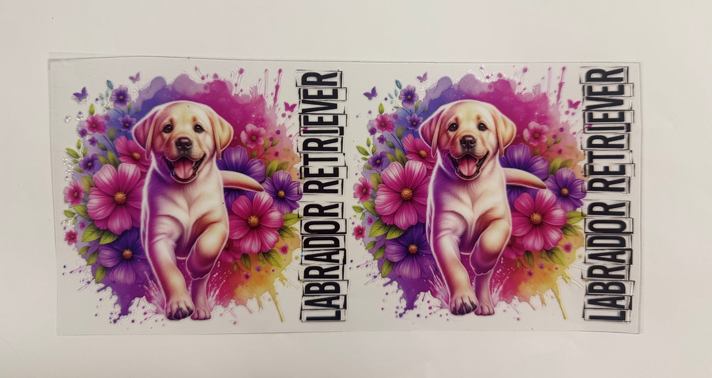 Labrador Retriever