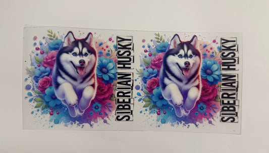 Siberian Husky
