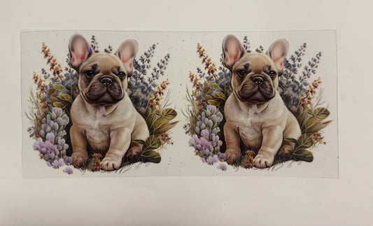 Frenchie