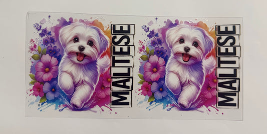 Maltese