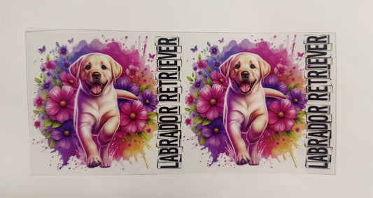 Labrador Retriever