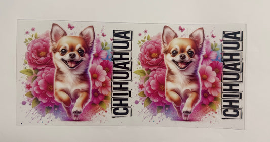 Chihuahua