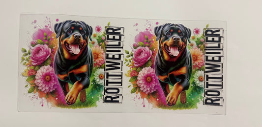Rottweiler