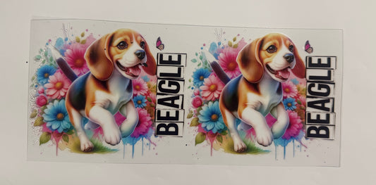 Beagle